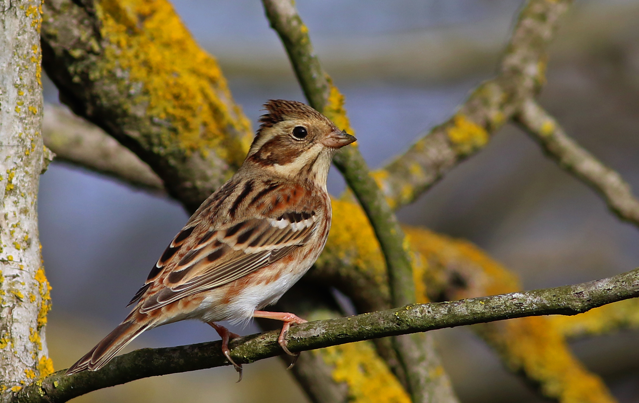Rustic Bunting